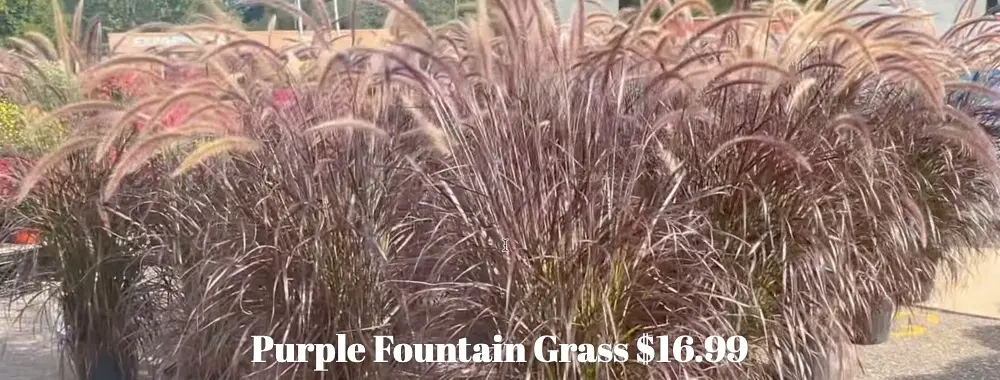 Fountain Grass