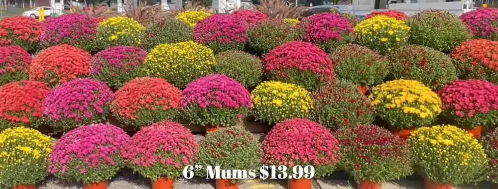 Mums